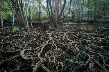 Interwoven mangrove roots in a coastal wetland, with dense tree cover and reflective water pools in the background.